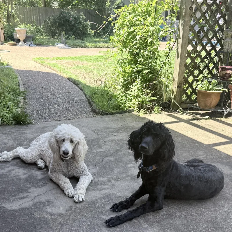 An adult medium-sized female Black Labradoodle dog named Ivy for adoption in Olive Branch, MS