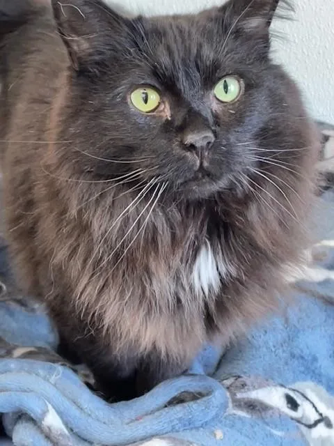 Artemis