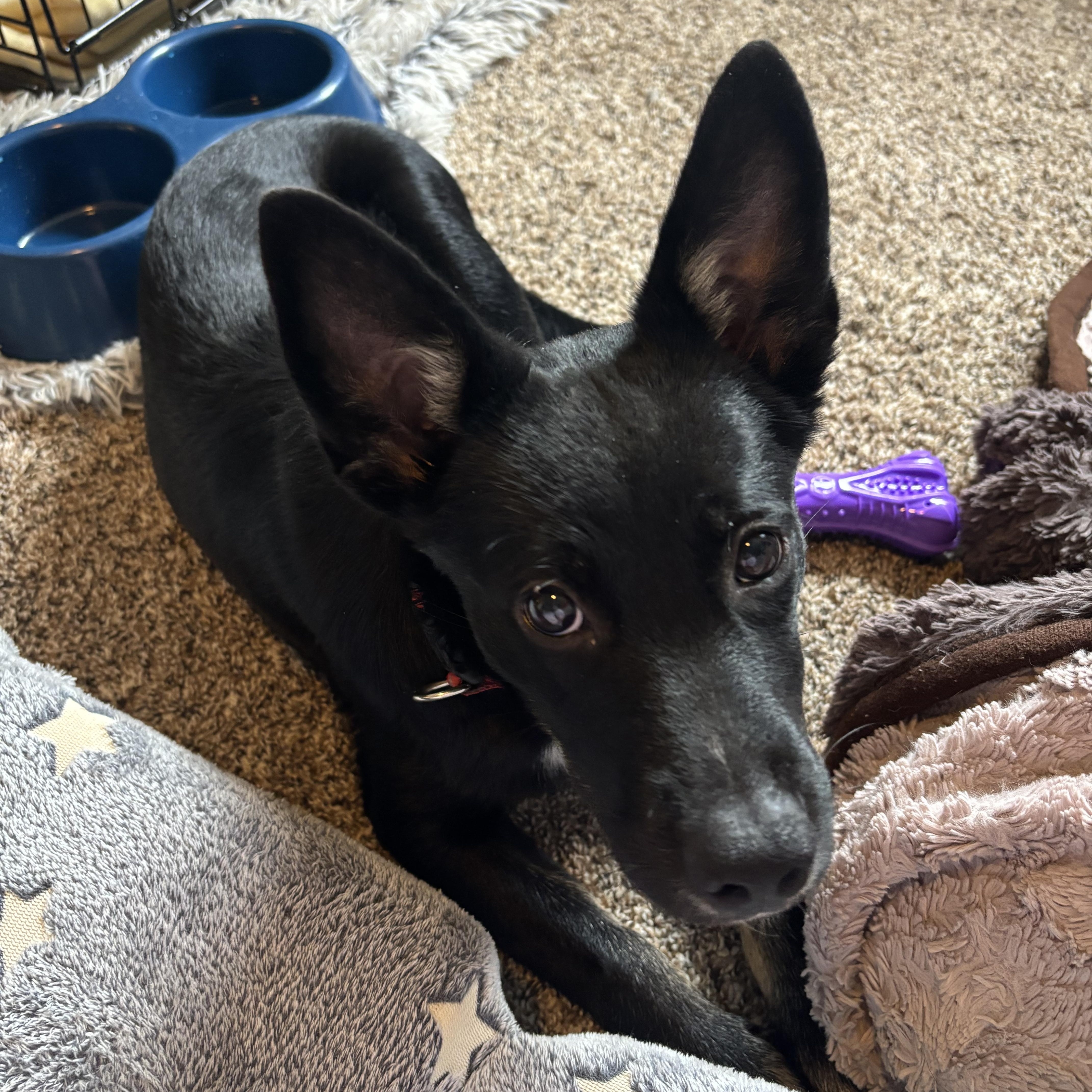 A baby medium-sized male German Shepherd Dog dog named Archer for adoption in Colorado Springs, CO