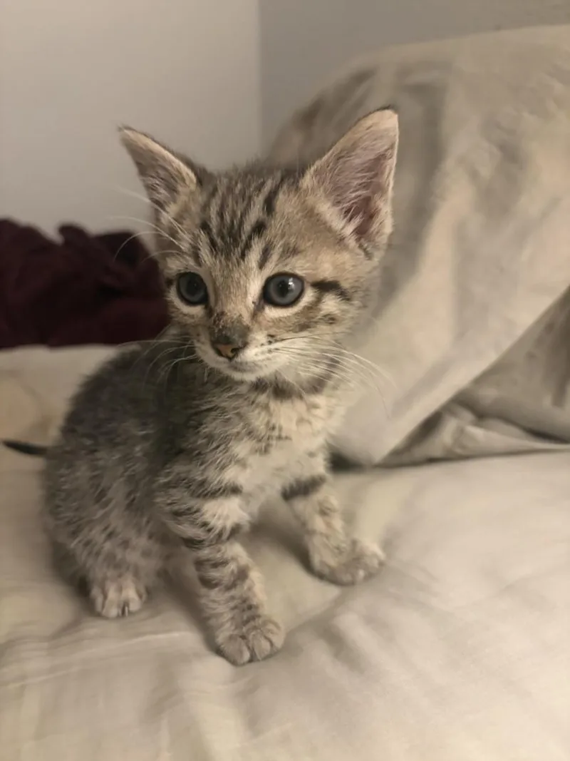 A baby small-sized female Domestic Short Hair cat named Wormy for adoption in Las Vegas, NV