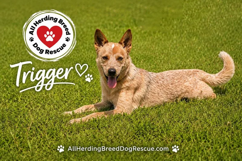 A baby medium-sized male Red / Chestnut / Orange Cattle Dog dog named Trigger for adoption in Joliet, IL