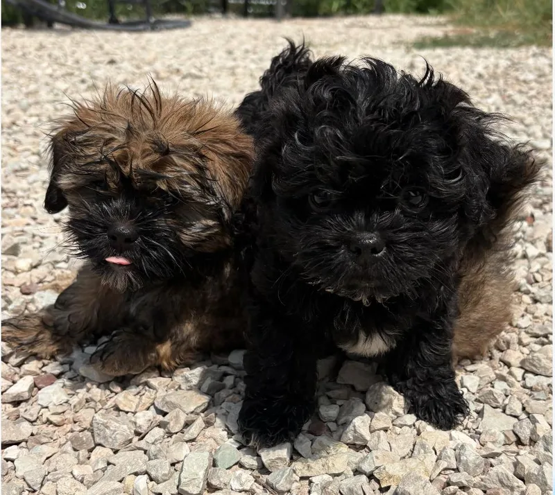 A baby small-sized female Bicolor Shih poo dog named FriskyWinnie for adoption in Twin lakes, WI