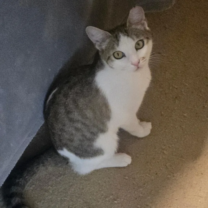 A young small-sized female Brown / Chocolate Domestic Short Hair cat named Smudge for adoption in Grantsville, UT