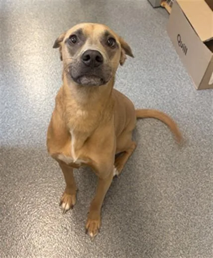 An adult small-sized female Black Mouth Cur dog named Anya for adoption in Toledo, OH