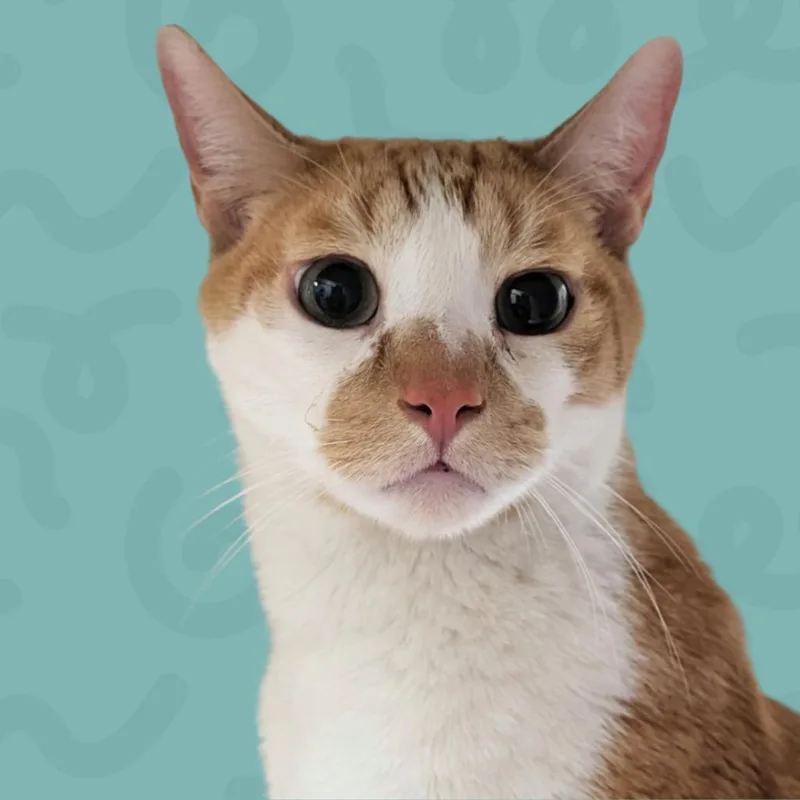 A senior large-sized male Orange / Red Domestic Medium Hair cat named Harvest for adoption in Reno, NV