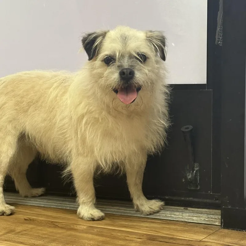 A senior small-sized male White / Cream Maltese dog named Duke for adoption in Santa Barbara, CA