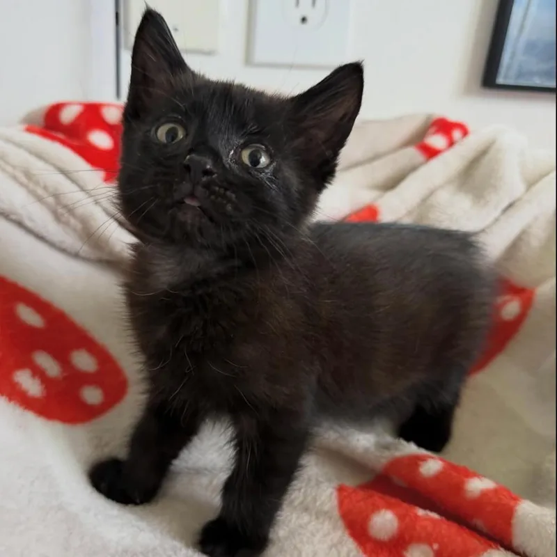 A baby small-sized female Black Domestic Short Hair cat named Rafiki for adoption in Orlando, FL