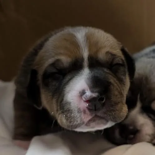 A baby small-sized female Brown / Chocolate Mixed Breed dog named Mini for adoption in Durham, NC
