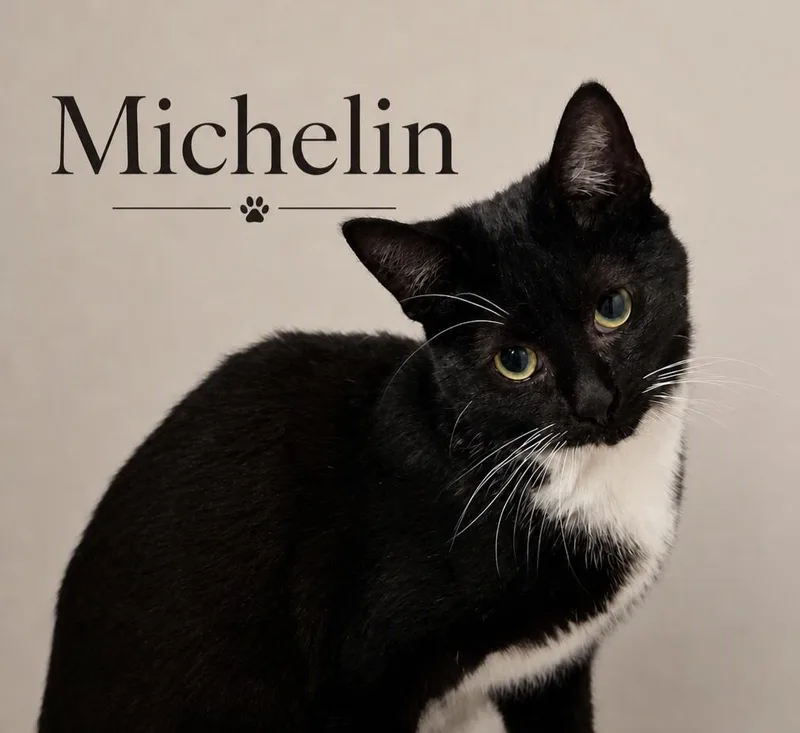 Michelin thumbnail 2