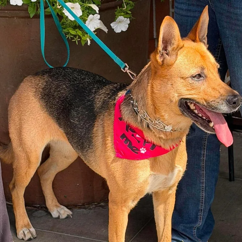 An adult large-sized female German Shepherd Dog dog named Boni for adoption in TONASKET, WA