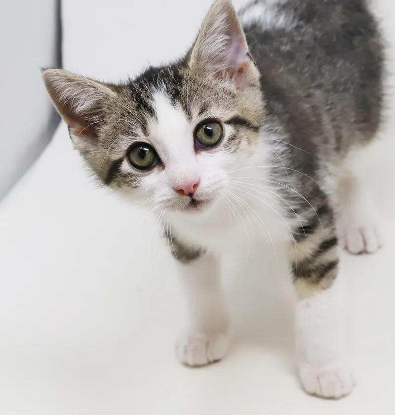 A baby small-sized male White Tabby cat named Cosmo Is The Ultimate for adoption in Bedford Hills, NY