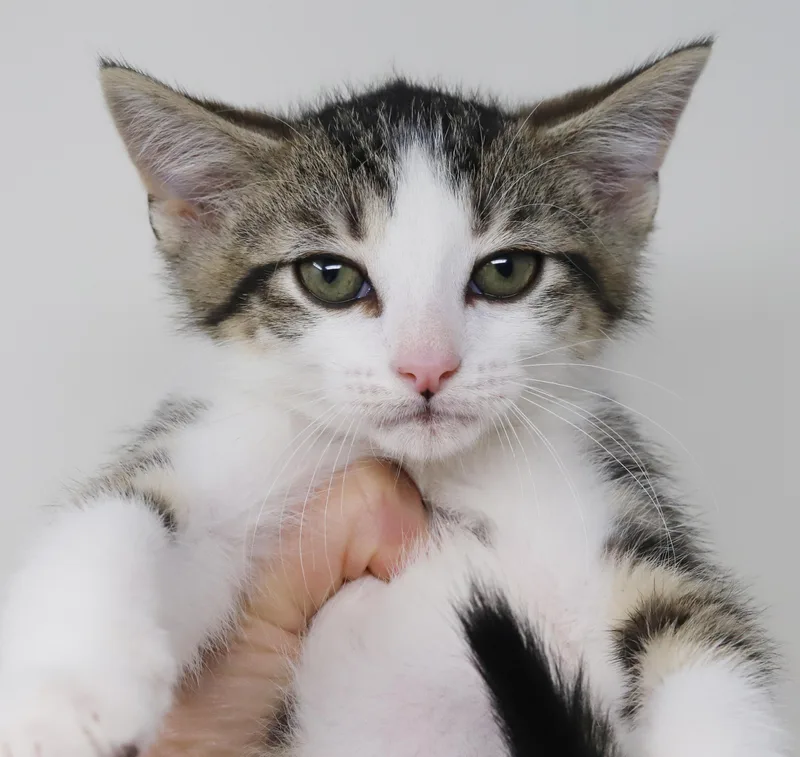Cosmo Is The Ultimate thumbnail 2