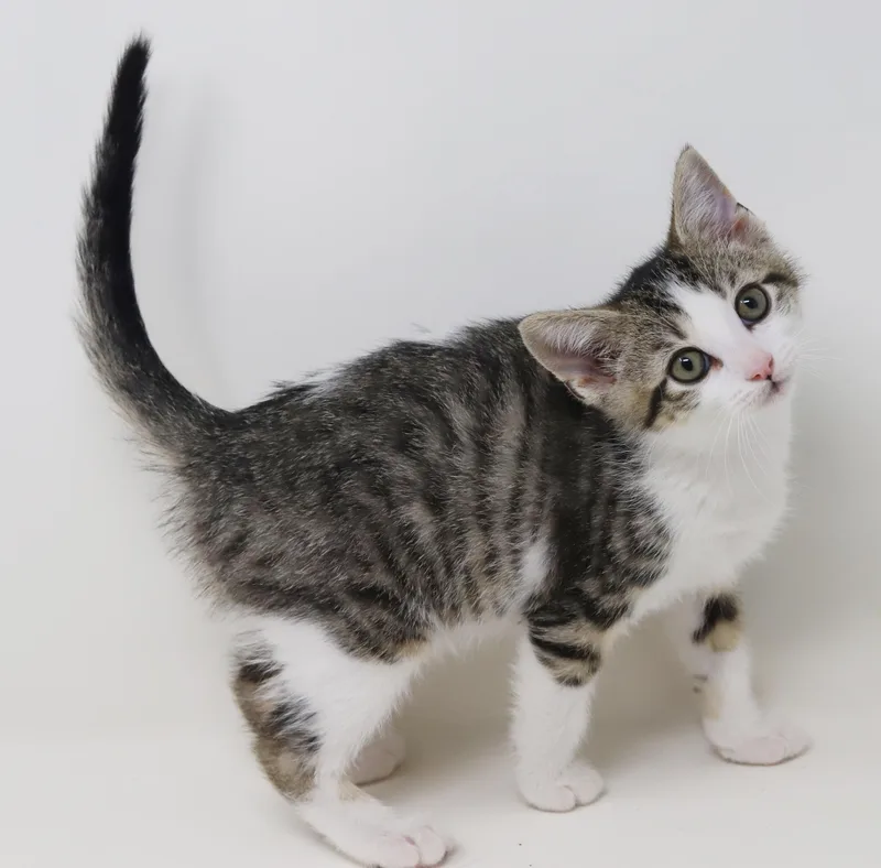 Cosmo Is The Ultimate thumbnail 3