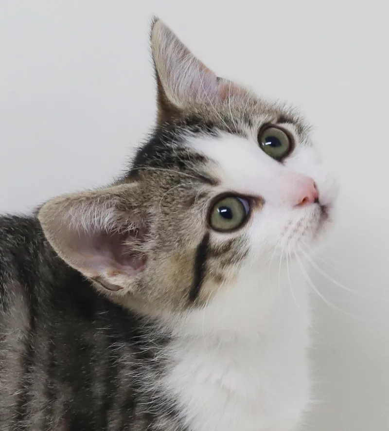 Cosmo Is The Ultimate thumbnail 5