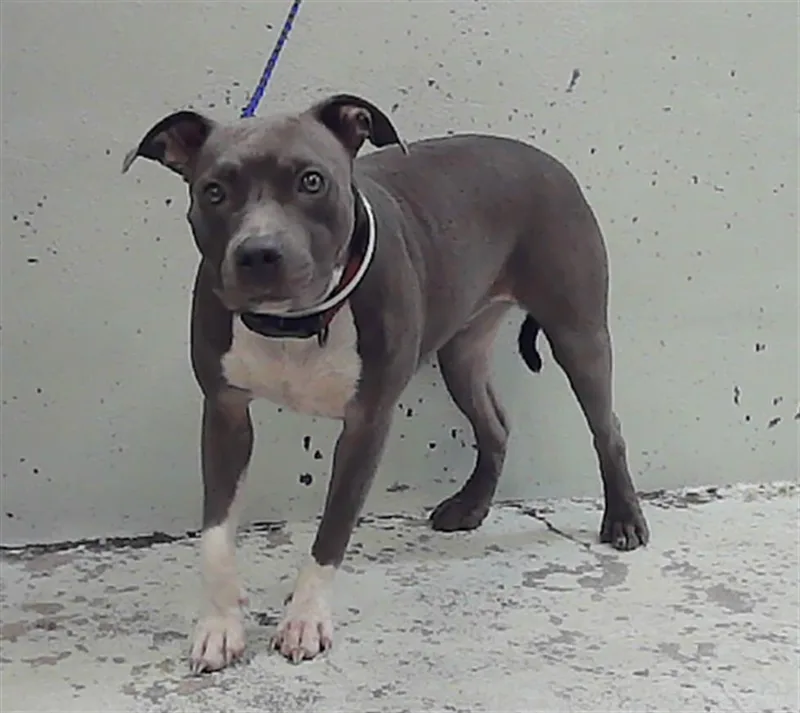 A young large-sized female Staffordshire Bull Terrier dog named Rowan for adoption in Houston, TX