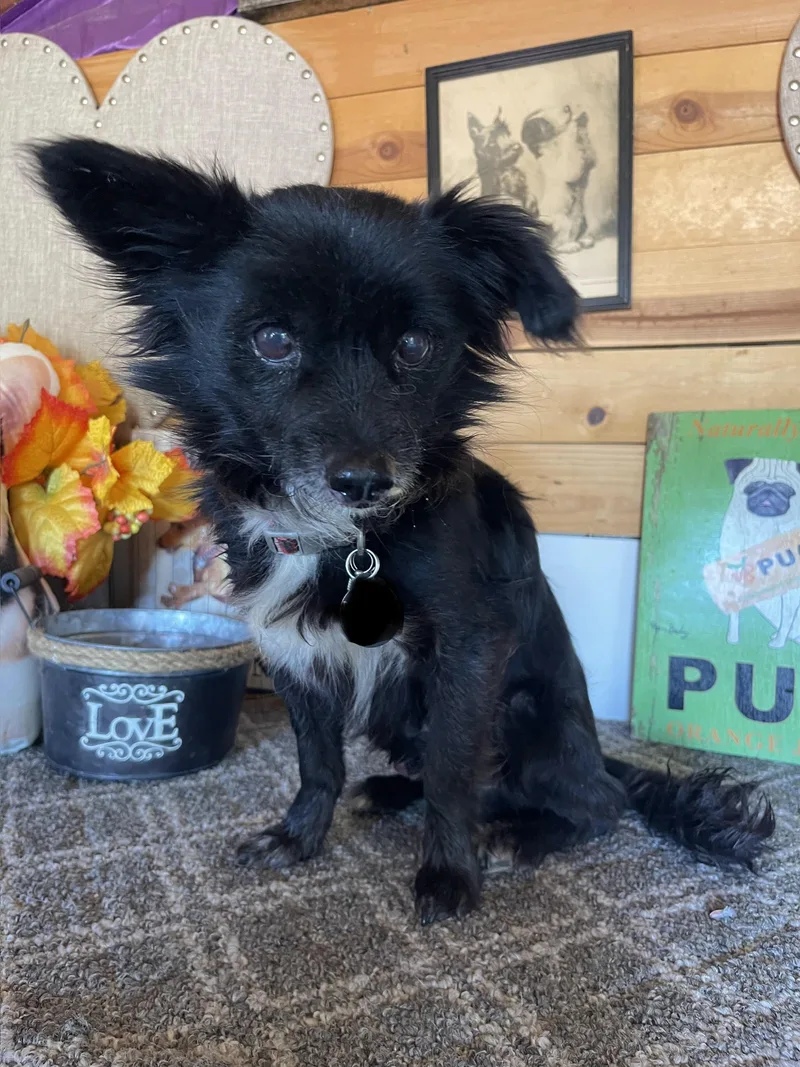 A senior small-sized male Black Chihuahua dog named Davis for adoption in Vacaville, CA