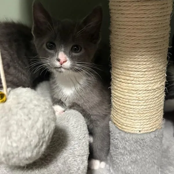 Lucky Charms thumbnail 2