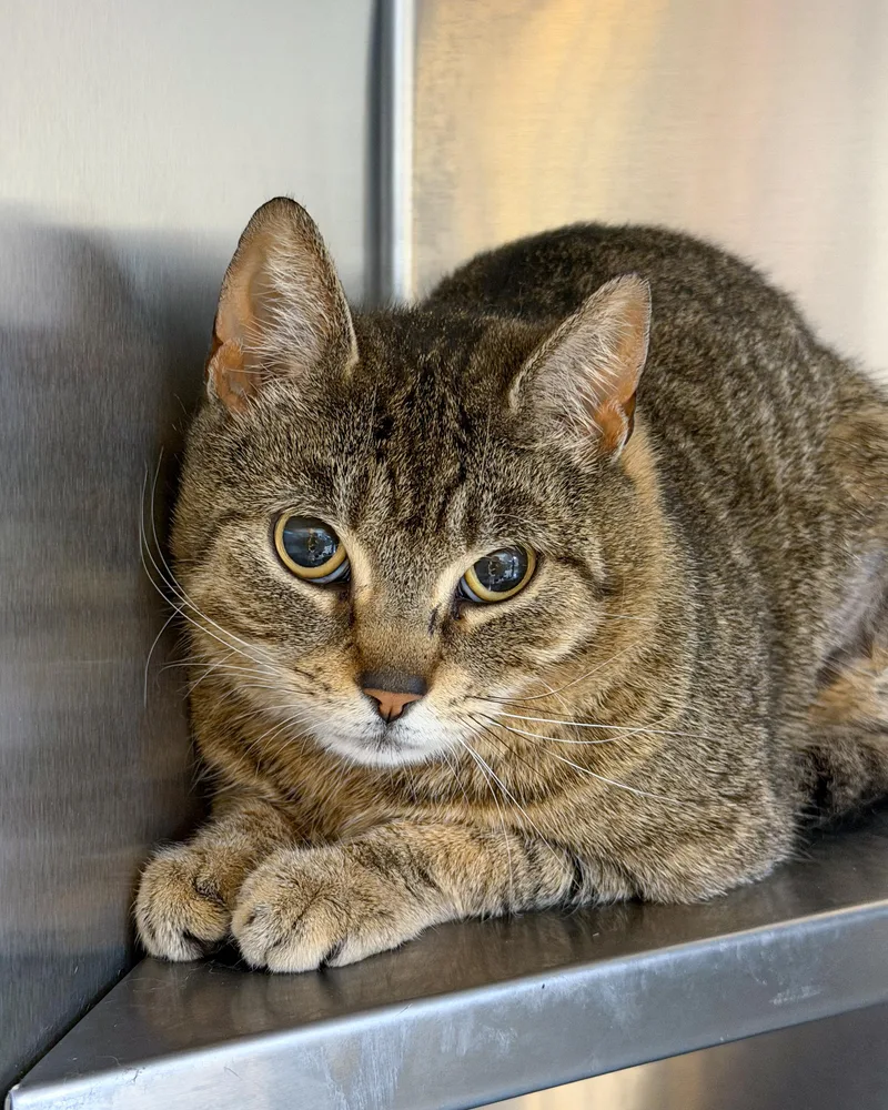 An adult medium-sized female Tabby (Brown / Chocolate) American Shorthair cat named Magnolia for adoption in Scituate, MA