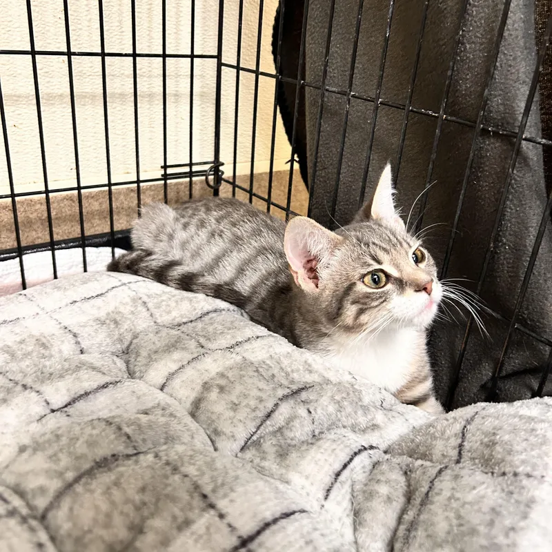 A young small-sized female Gray & White Domestic Short Hair cat named Onion for adoption in Myerstown, PA