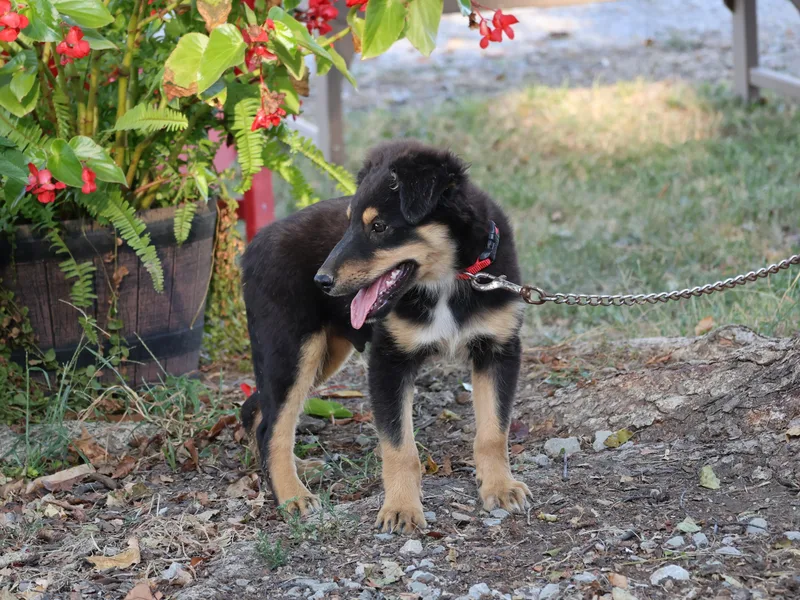 A baby medium-sized male Shetland Sheepdog / Sheltie dog named Finley for adoption in Humboldt, TN