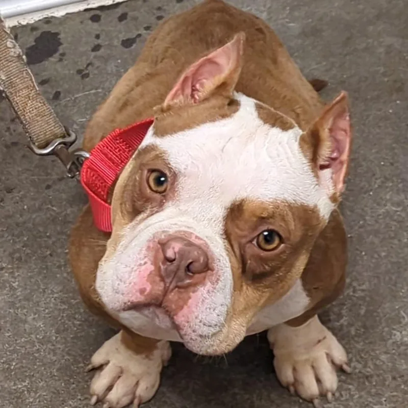 An adult medium-sized male Brown / Chocolate Mixed Breed dog named Chubbs for adoption in Pittsburgh, PA