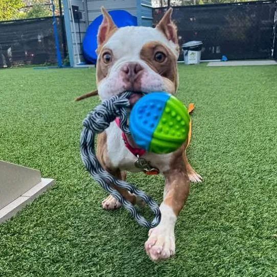 Chubbs thumbnail 2