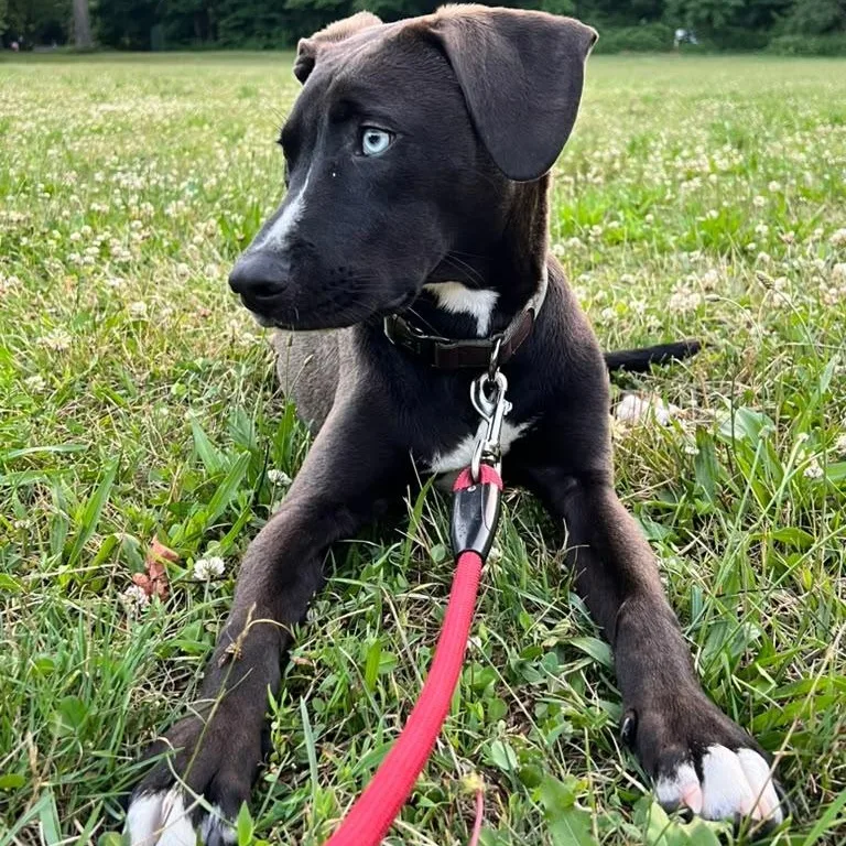 A baby medium-sized male Black Husky dog named Bowie for adoption in New York, NY