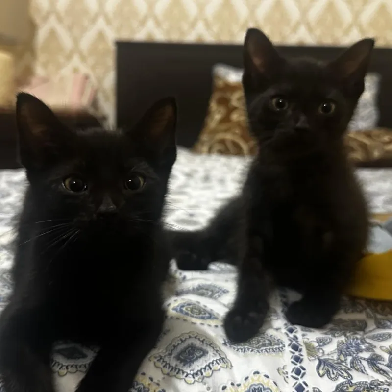 Timmy thumbnail 4