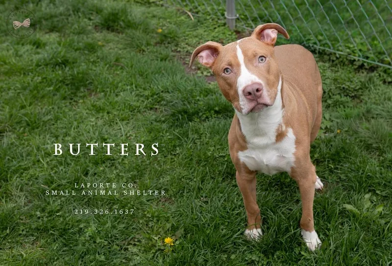 Butters