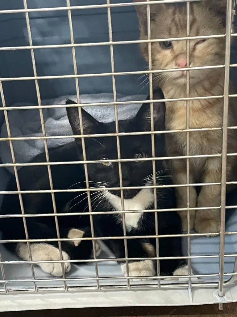 A baby small-sized male Domestic Short Hair cat named Flannel for adoption in Chico, CA