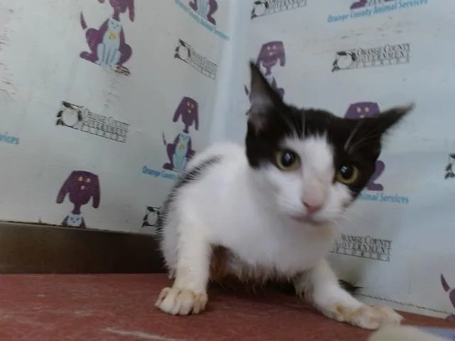 Domino