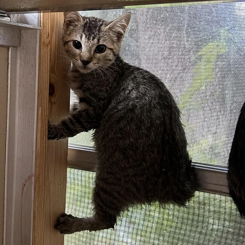 A baby small-sized female Brown / Chocolate Domestic Short Hair cat named A'ja for adoption in Leander, TX