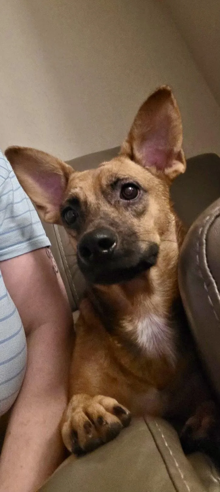 An adult medium-sized male Terrier dog named Yoda for adoption in Virginia Beach, VA