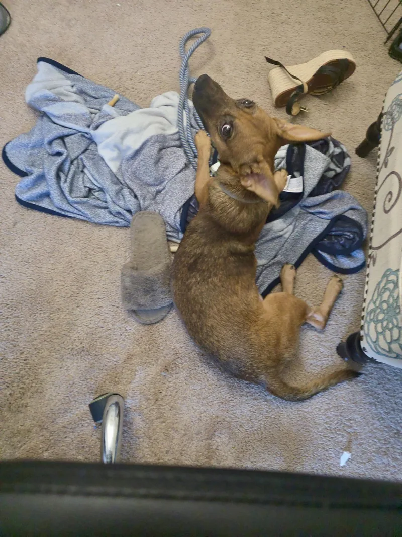Yoda thumbnail 2
