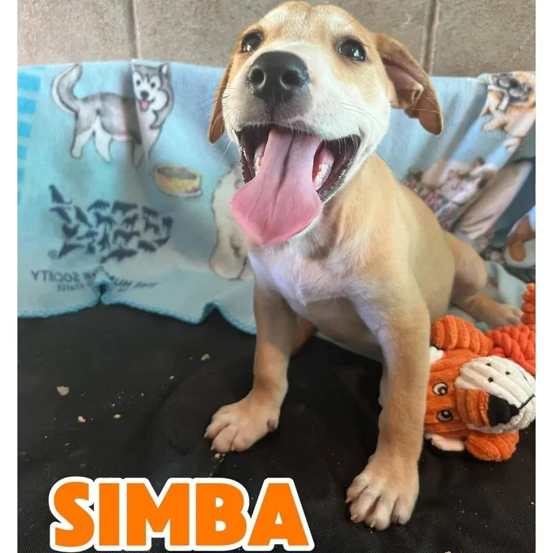 A baby medium-sized male Apricot / Beige American Staffordshire Terrier dog named Simba for adoption in Hampton, VA