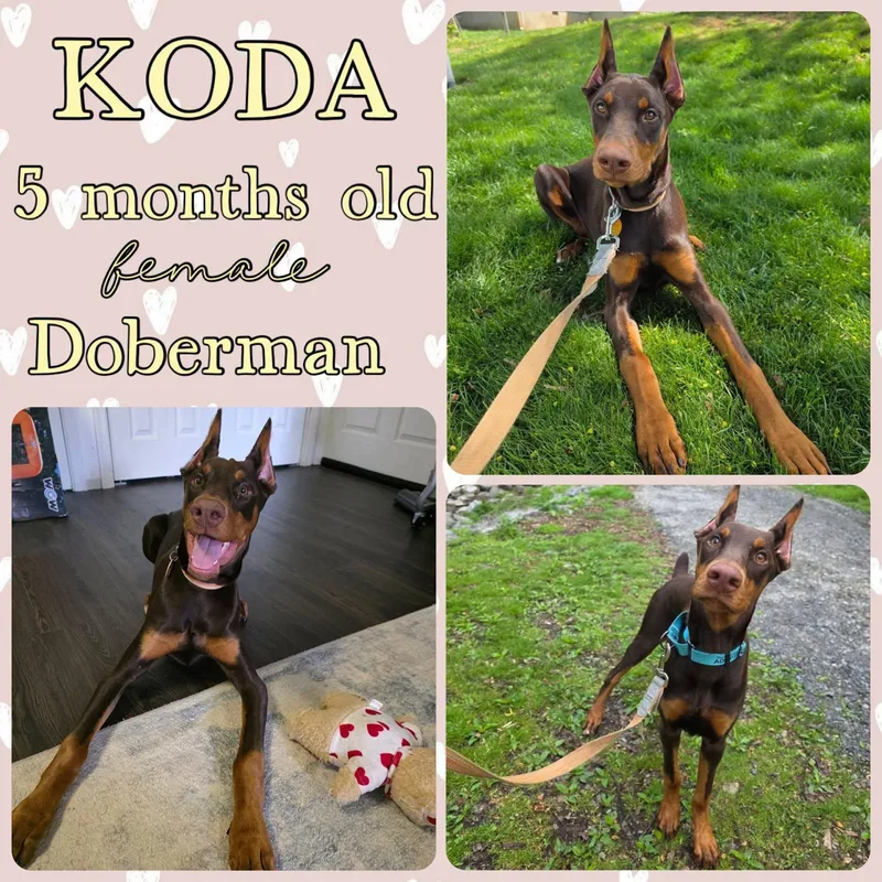 A young large-sized female Doberman Pinscher dog named Koda for adoption in Grantville, PA