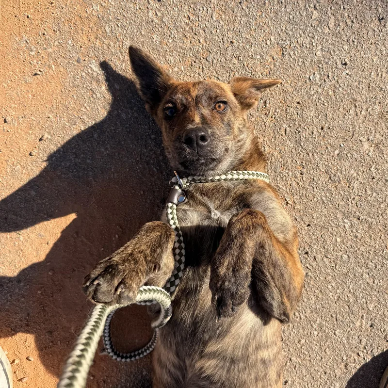 A young small-sized female Brindle Mixed Breed dog named Allisa for adoption in Columbia, SC