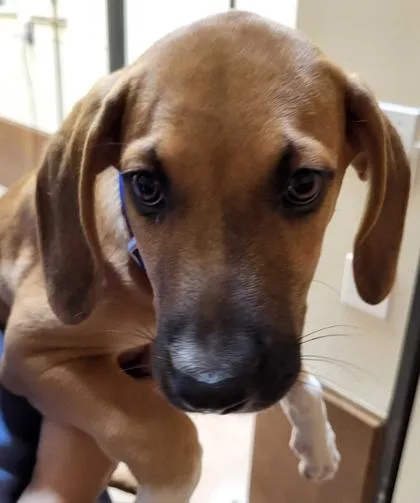 A baby large-sized male Hound dog named Copper for adoption in Burlington, WA