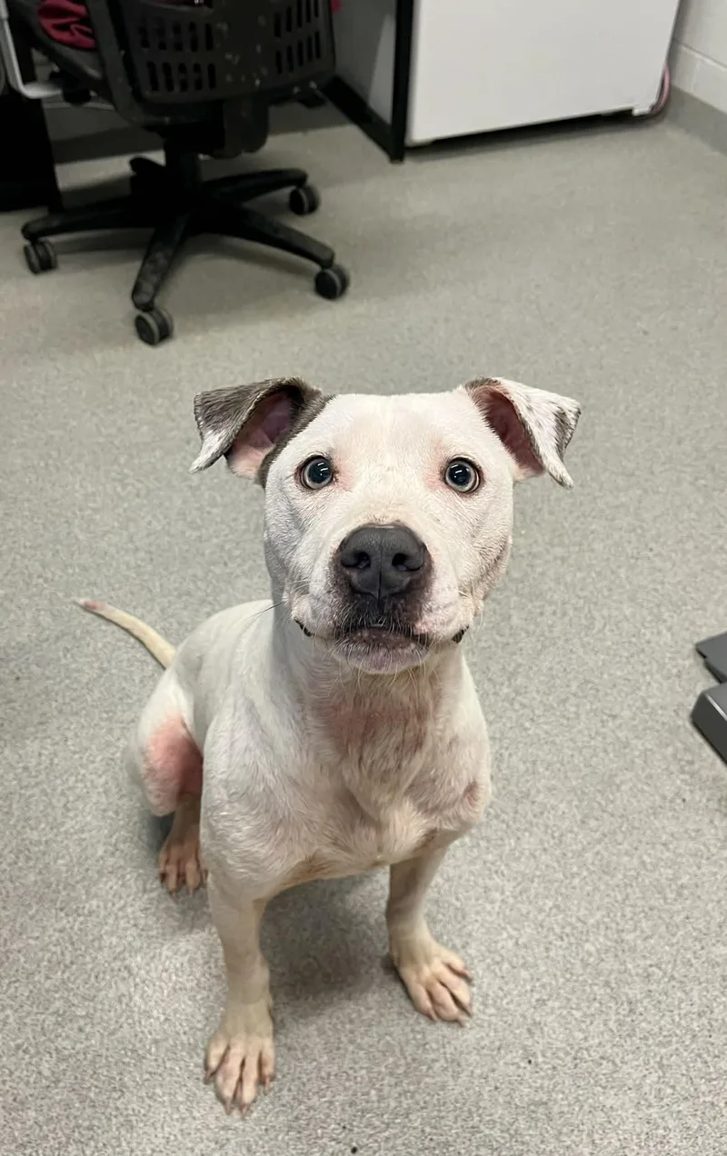 A young medium-sized male Mixed Breed dog named Blue for adoption in Moundsville, WV