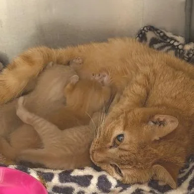An adult small-sized female Domestic Short Hair cat named Sheelah for adoption in Cumming, GA