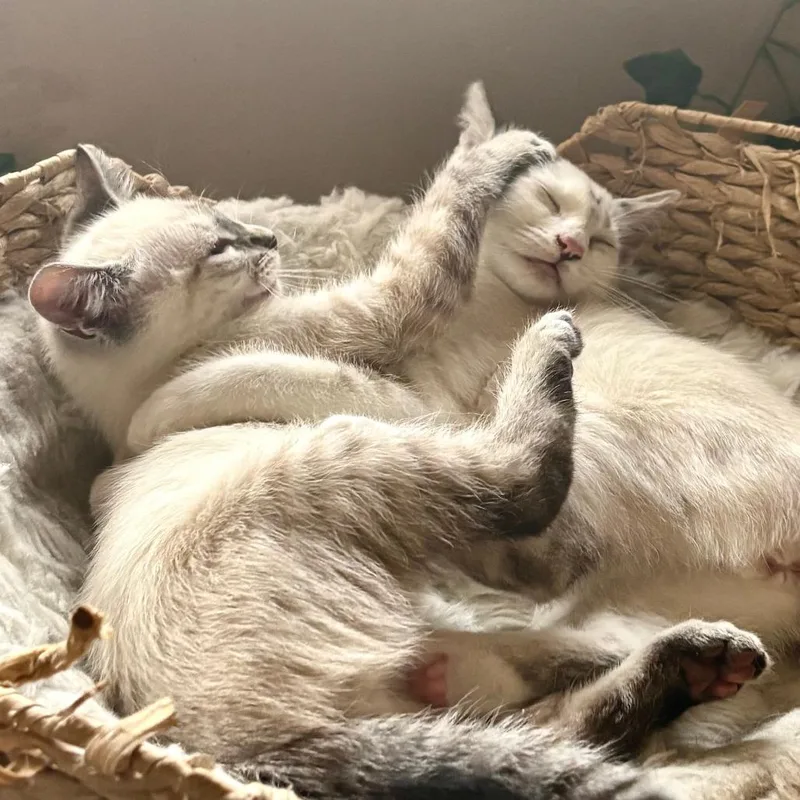 A young small-sized female Siamese cat named Sage for adoption in Los Angeles, CA