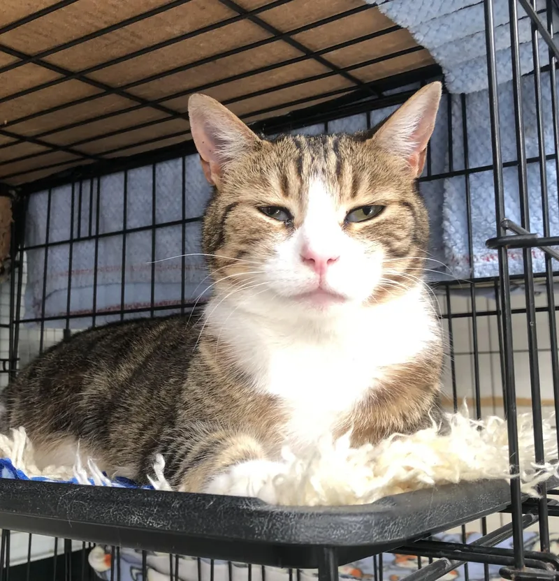 An adult medium-sized female Tabby (Buff / Tan / Fawn) Domestic Short Hair cat named Missy for adoption in Lompoc, CA