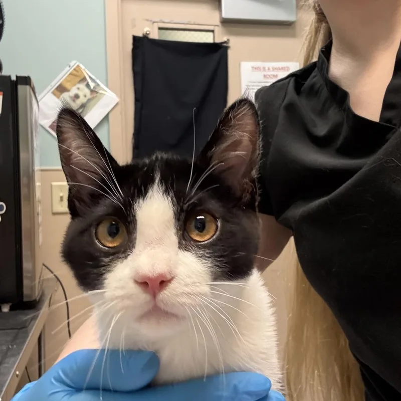 A young medium-sized male White Domestic Short Hair cat named Boots for adoption in Tacoma, WA