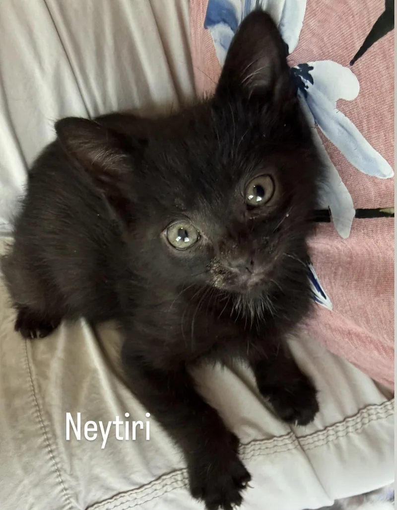 A baby medium-sized female Domestic Medium Hair cat named Neytiri for adoption in Asbury Park, NJ
