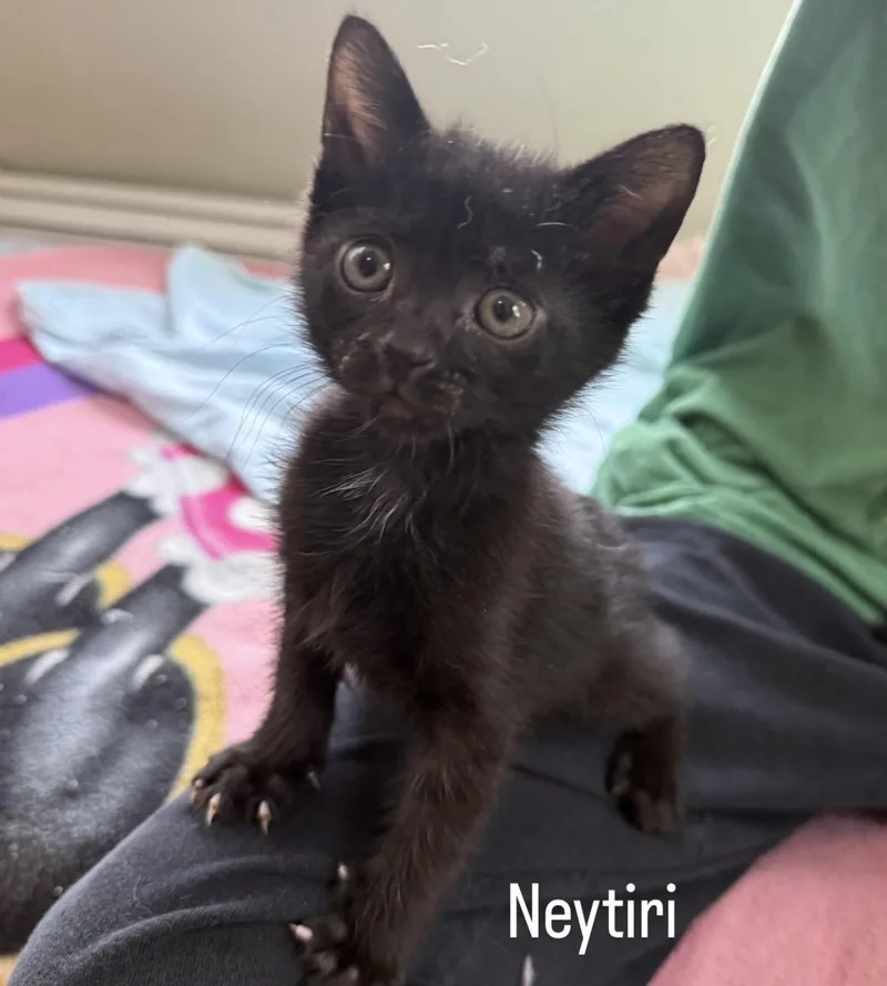 Neytiri thumbnail 3
