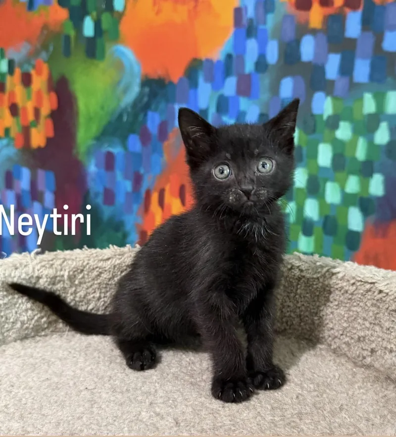 Neytiri thumbnail 4
