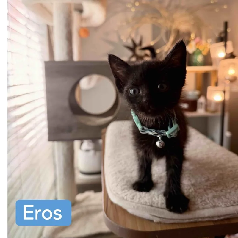 A baby medium-sized male Domestic Short Hair cat named Eros for adoption in Hoover , AL