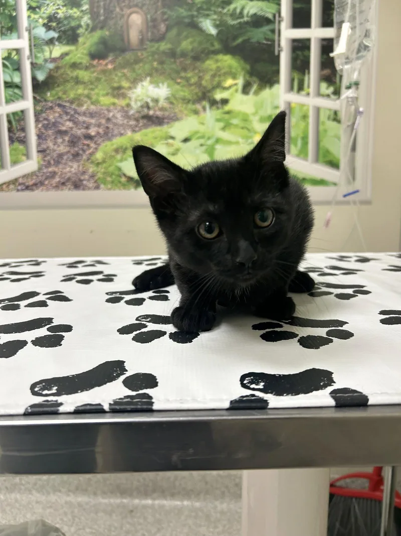 A young medium-sized male Domestic Short Hair cat named Luigi for adoption in Lancaster, PA