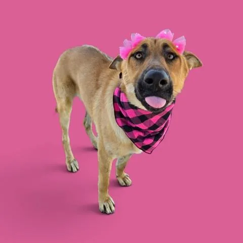 A young medium-sized female Apricot / Beige Shepherd dog named Ruthie  URGENT for adoption in Thousand Oaks, CA