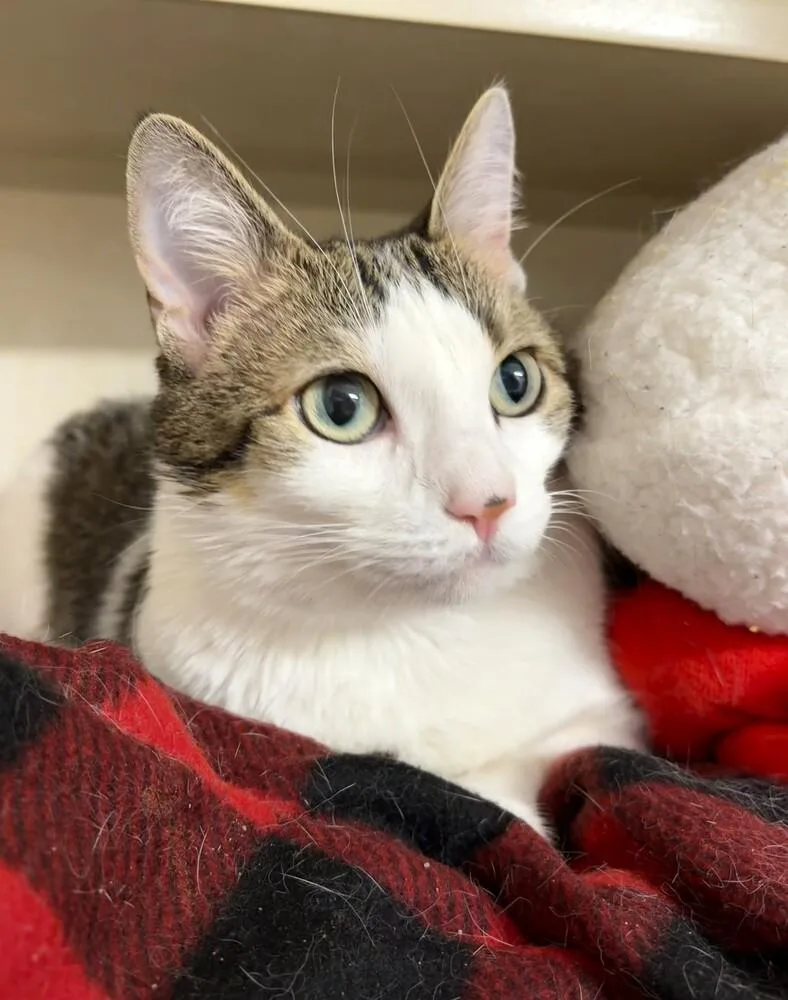 An adult medium-sized female Domestic Short Hair cat named Katara for adoption in Elmsford, NY
